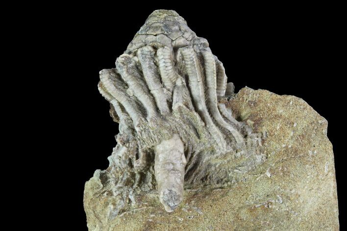 Bargain Macrocrinus Crinoid Fossil - Crawfordsville, Indiana #94784